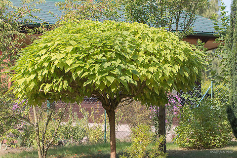 Southern Catalpa