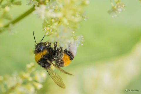White-tailed bumblebee - Bombus lucorum  Animal,Animalia,Apidae,Apoidea,Arthropoda,Bombus lucorum,Europe,Fall,Geotagged,Germany,Hymenoptera,Insect,Insecta,Mecklenburgische Seenplatte,Nature,White-tailed bumblebee,Wildlife