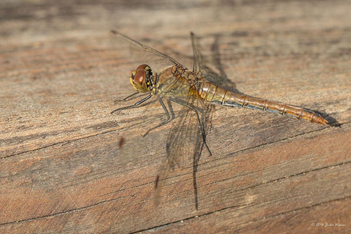 Ruddy Darter female - Sympetrum sanguineum  Animal,Animalia,Arthropoda,Dragonfly,Europe,Fall,Geotagged,Germany,Insect,Insecta,Libellulidae,Mecklenburgische Seenplatte,Nature,Odonata,Percher,Ruddy Darter,Ruddy darter,Skimmer,Sympetrum sanguineum,Wildlife