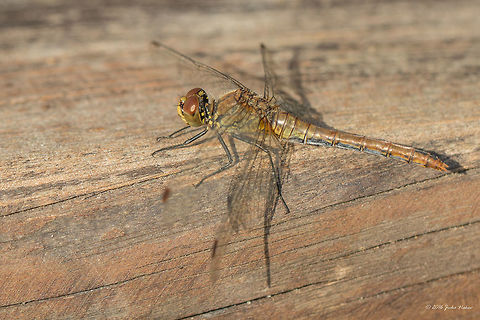 Ruddy Darter female - Sympetrum sanguineum  Animal,Animalia,Arthropoda,Dragonfly,Europe,Fall,Geotagged,Germany,Insect,Insecta,Libellulidae,Mecklenburgische Seenplatte,Nature,Odonata,Percher,Ruddy Darter,Ruddy darter,Skimmer,Sympetrum sanguineum,Wildlife