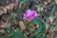 Earthnut pea - Lathyrus tuberosus https://www.jungledragon.com/image/46014/earthnut_pea_-_lathyrus_tuberpsus.html<br />
https://www.jungledragon.com/image/46013/earthnut_pea_-_lathyrus_tuberpsus.html<br />
 Eudicot,Europe,Fabaceae,Fabales,Flowering Plant,Geotagged,Germany,Lathyrus tuberosus,Magnoliophyta,Nature,Nordrhein-Westfalen,Plantae,Summer,Tuberous pea,Tuberous vetchling,Wildlife,flower
