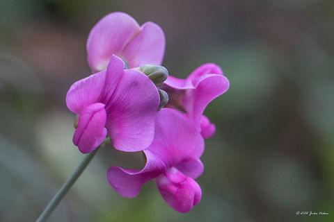 Earthnut pea - Lathyrus tuberosus https://www.jungledragon.com/image/46014/earthnut_pea_-_lathyrus_tuberpsus.html
https://www.jungledragon.com/image/46012/earthnut_pea_-_lathyrus_tuberosus.html Eudicot,Europe,Fabaceae,Fabales,Flowering Plant,Geotagged,Germany,Lathyrus tuberosus,Magnoliophyta,Nature,Nordrhein-Westfalen,Plantae,Summer,Tuberous pea,Tuberous vetchling,Wildlife,flower