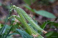 Earthnut pea - Lathyrus tuberosus https://www.jungledragon.com/image/46013/earthnut_pea_-_lathyrus_tuberpsus.html<br />
https://www.jungledragon.com/image/46012/earthnut_pea_-_lathyrus_tuberosus.html Eudicot,Europe,Fabaceae,Fabales,Flowering Plant,Geotagged,Germany,Lathyrus tuberosus,Magnoliophyta,Nature,Nordrhein-Westfalen,Plantae,Summer,Tuberous pea,Tuberous vetchling,Wildlife,flower