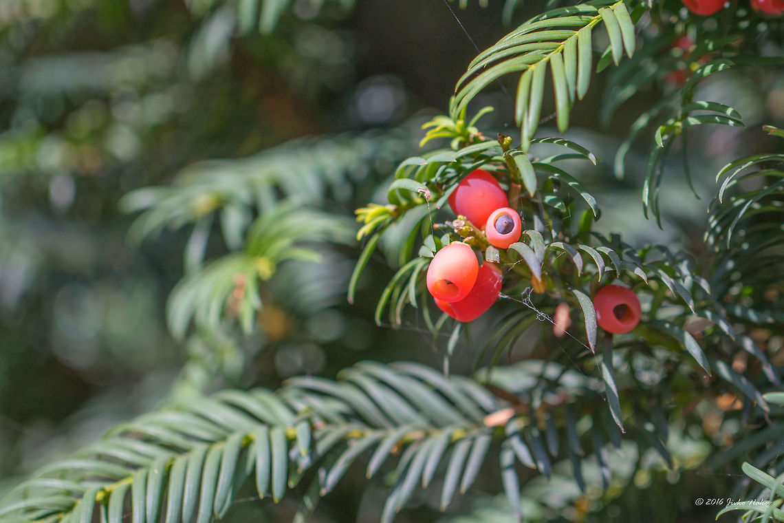 European yew - Taxus baccata  Araucariaceae,Europe,European Yew,European yew,Flowering Plant,Geotagged,Germany,Magnoliophyta,Nature,Nordrhein-Westfalen,Pinophyta,Pinopsida,Plantae,Summer,Taxus baccata,Wildlife,flower