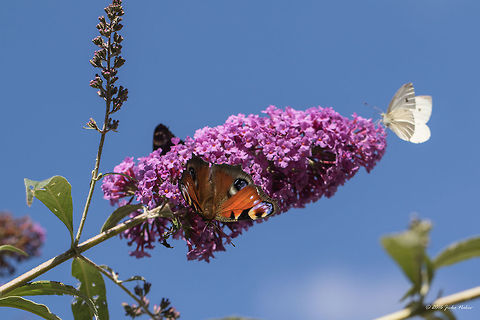 That is why this plant is called Butterfly-bush Buddleja davidii Buddleja davidii,Buddlejaceae,Butterfly-bush,Eudicot,Europe,Flowering Plant,Geotagged,Germany,Lamiales,Magnoliophyta,Nature,Nordrhein-Westfalen,Plantae,Summer,Summer lilac,Wildlife,flower