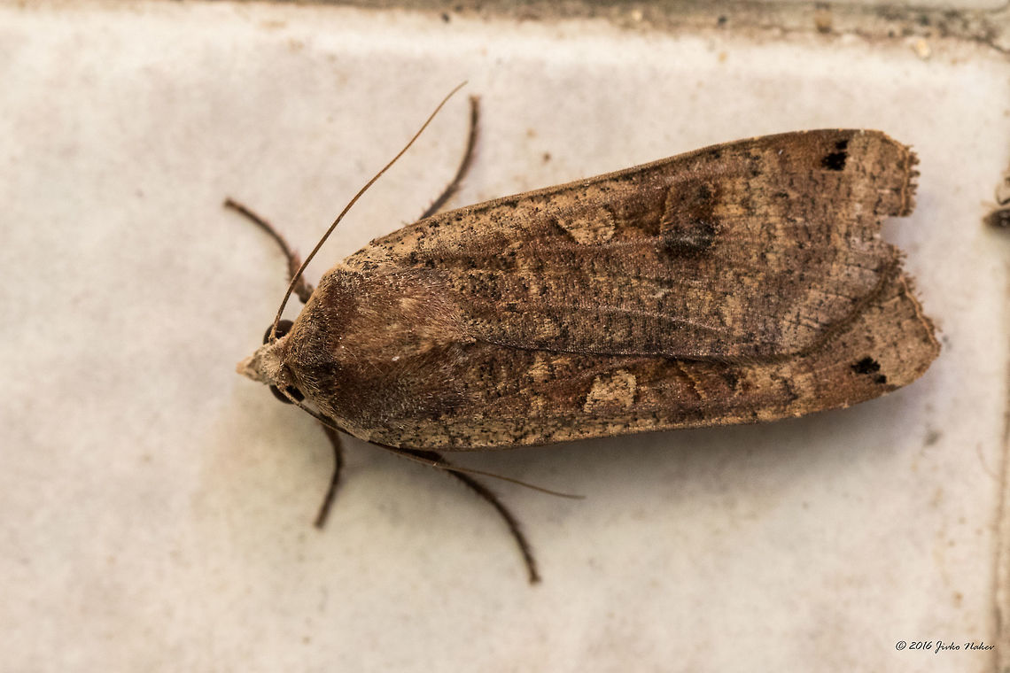 Large yellow underwing - Noctua pronuba  Animal,Animalia,Arthropoda,Bulgaria,Europe,Geotagged,Insect,Insecta,Large yellow underwing,Lepidoptera,Moth Week 2018,Nature,Noctua pronuba,Noctuidae,Owlet moth,Sofia,Summer,Wildlife