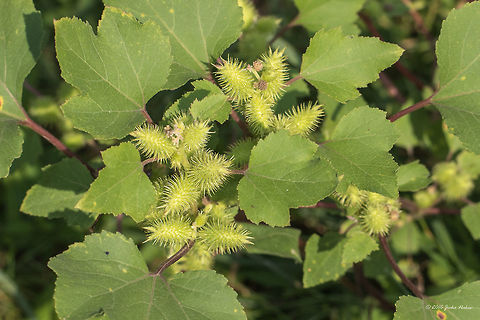 Common cocklebur - Xanthium strumarium  Europe,Geotagged,Serbia,Summer,Xanthium,Xanthium strumarium