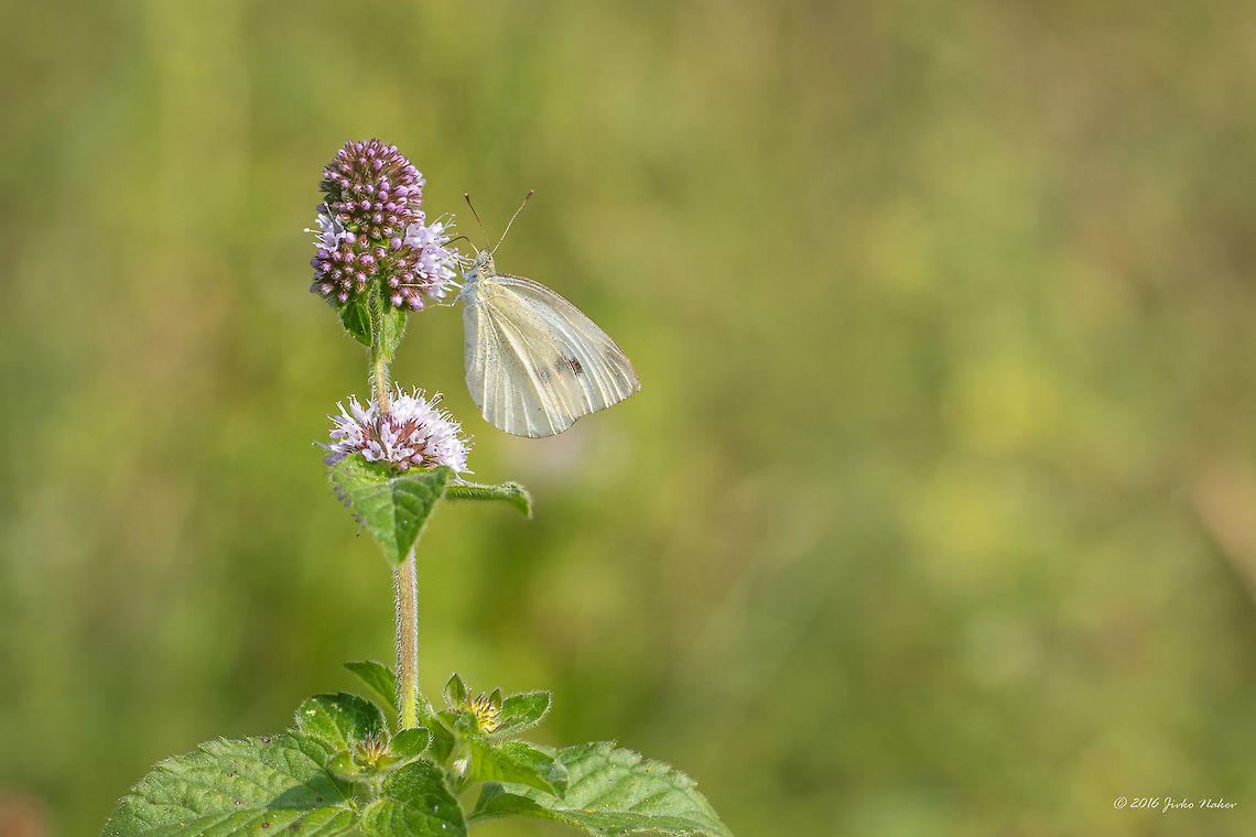Small white - Pieris rapae  Animal,Animalia,Arthropoda,Europe,Geotagged,Insect,Insecta,Lepidoptera,Nature,Pieridae,Pieris rapae,Serbia,Small White,Small white,Summer,Wildlife