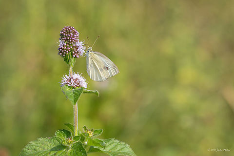 Small white - Pieris rapae  Animal,Animalia,Arthropoda,Europe,Geotagged,Insect,Insecta,Lepidoptera,Nature,Pieridae,Pieris rapae,Serbia,Small White,Small white,Summer,Wildlife