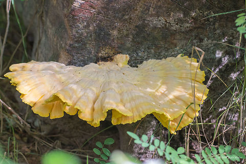 Crab-of-the-woods - Laetiporus sulphureus  Agaricomycetes,Basidiomycota,Chicken of the woods,Chicken-of-the-woods,Crab-of-the-woods,Europe,Fungi,Fungus,Geotagged,Laetiporus sulphureus,Nature,Polyporaceae,Polyporales,Serbia,Summer,Wildlife