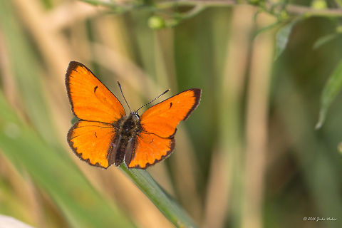 Large Copper male - Lycaena dispar https://www.jungledragon.com/image/46247/larfe_copper_female_-_lycaena_dispar.html Animal,Animalia,Animals,Arthropoda,Butterfly,Collectibles,Europe,Geotagged,Insect,Insecta,Large Copper,Lepidoptera,Lycaena dispar,Lycaenidae,Magazine Print,Nature,Serbia,Summer,Wildlife