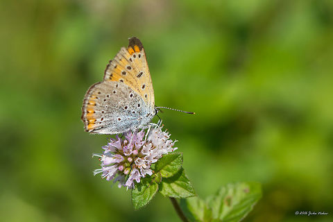 Large Copper female - Lycaena dispar https://www.jungledragon.com/image/46246/larfe_copper_male_-_lycaena_dispar.html Animal,Animalia,Animals,Arthropoda,Butterfly,Collectibles,Europe,Geotagged,Insect,Insecta,Large Copper,Lepidoptera,Lycaena dispar,Lycaenidae,Magazine Print,Nature,Serbia,Summer,Wildlife