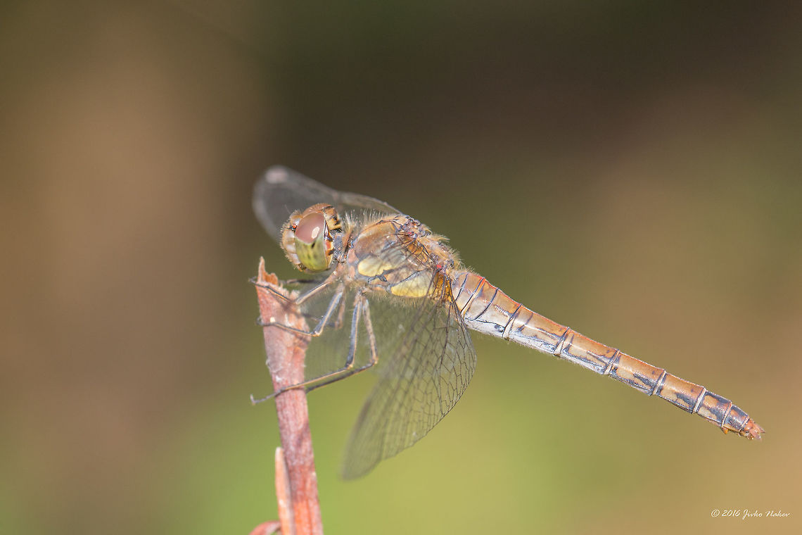 Common darter female  - Sympetrum striolatum Captured in Serbia, Danube river, near Smederovo city. Animal,Animalia,Arthropoda,Common Darter,Common darter,Dragonfly,Europe,Geotagged,Insect,Insecta,Libellulidae,Nature,Odonata,Percher,Serbia,Skimmer,Summer,Sympetrum striolatum,Wildlife