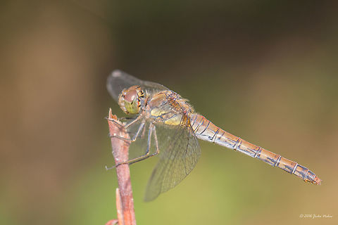 Common darter female  - Sympetrum striolatum Captured in Serbia, Danube river, near Smederovo city. Animal,Animalia,Arthropoda,Common Darter,Common darter,Dragonfly,Europe,Geotagged,Insect,Insecta,Libellulidae,Nature,Odonata,Percher,Serbia,Skimmer,Summer,Sympetrum striolatum,Wildlife