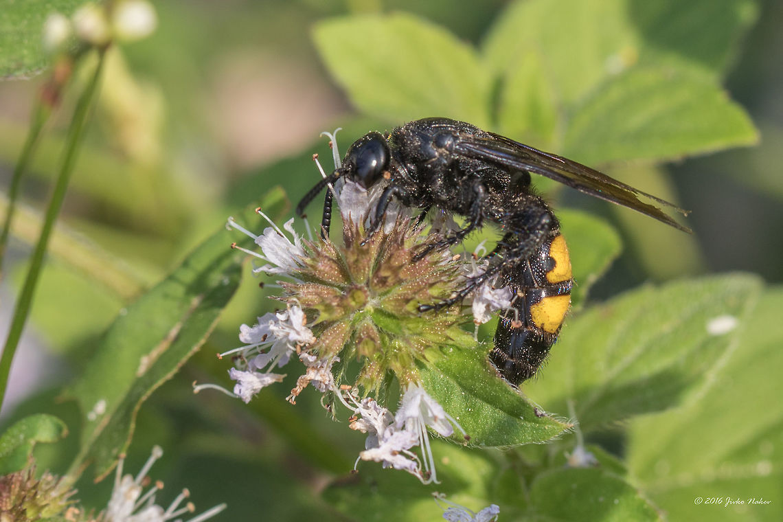 Scoliid wasp - Scolia hirta  Animal,Animalia,Arthropoda,Europe,Geotagged,Hymenoptera,Insect,Insecta,Nature,Scolia hirta,Scoliidae,Serbia,Summer,Vespoidea,Wildlife