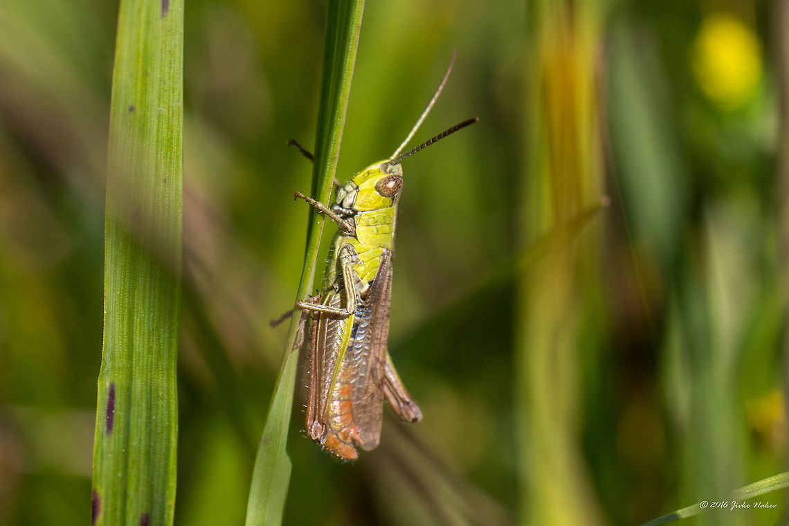 Meadow grasshopper - Chorthippus parallelus  Acrididae,Animal,Animalia,Arthropoda,Chorthippus parallelus,Europe,Geotagged,Insect,Insecta,Meadow Grasshopper,Meadow grasshopper,Nature,Orthoptera,Serbia,Short-horned Grasshopper,Summer,Vlasina lake,Wildlife