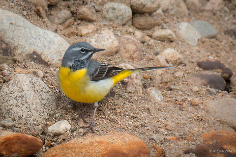 One of my favorite small birds - Grey Wagtail Grey Wagtail - Motacilla cinerea Animal,Animalia,Aves,Bird,Bulgaria,Chordata,Europe,Geotagged,Grey wagtail,Iskar river,Motacilla cinerea,Motacillidae,Nature,Passeriformes,Passerine,Sofia,Spring,Wildlife
