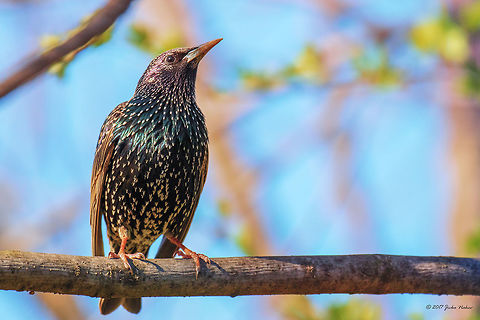 Last sunny weekend in the South Park, Sofia - Common starling  Common starling - Sturnus vulgaris Animal,Animalia,Aves,Bird,Bulgaria,Chordata,Common Starling,Europe,Geotagged,Nature,Passeriformes,Passerine,Sofia,South park,Spring,Sturnidae,Sturnus vulgaris,Wildlife