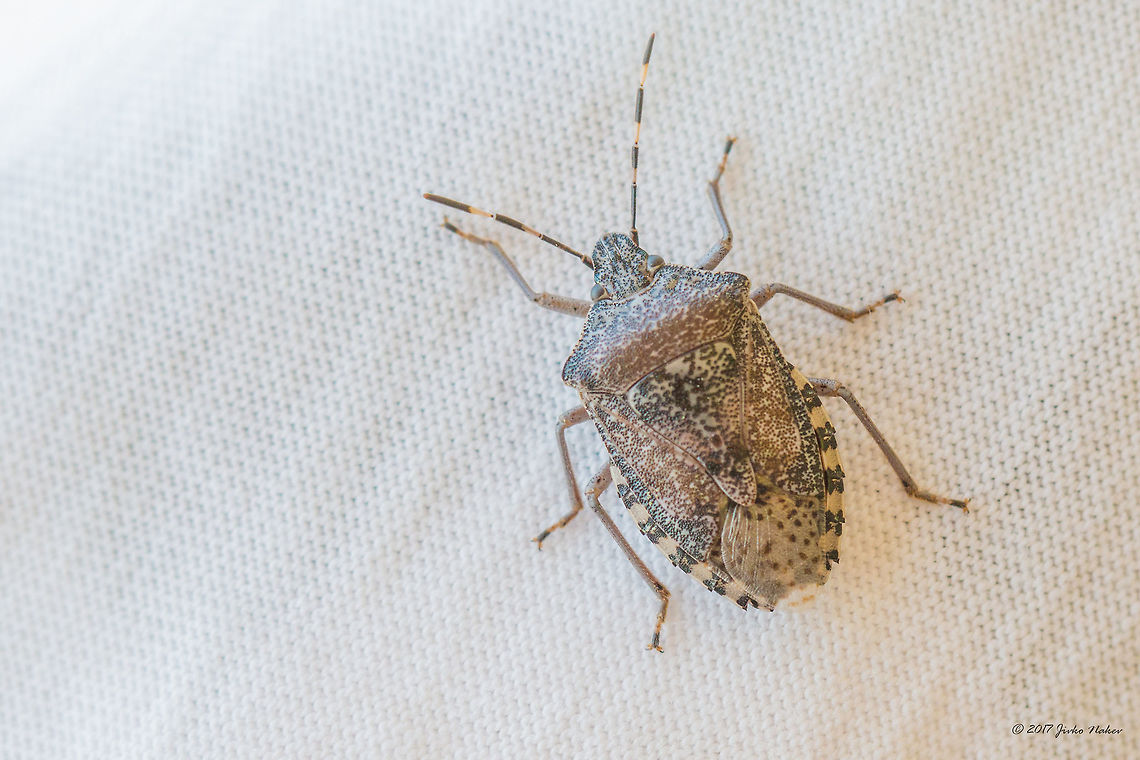 Mottled Shieldbug - Rhaphigaster nebulosa I think this is Rhaphigaster nebulosa. Caught on my balcony this morning.<br />
<figure class="photo"><a href="https://www.jungledragon.com/image/49735/mottled_shieldbug_-_rhaphigaster_nebulosa.html" title="Mottled Shieldbug - Rhaphigaster nebulosa"><img src="https://s3.amazonaws.com/media.jungledragon.com/images/1332/49735_thumb.jpg?AWSAccessKeyId=05GMT0V3GWVNE7GGM1R2&Expires=1767225610&Signature=NF1nUZVdwIGv%2BBgFbpLRYrF%2F2lY%3D" width="200" height="134" alt="Mottled Shieldbug - Rhaphigaster nebulosa I think this is Rhaphigaster nebulosa. Caught on my balcony this morning.<br />
https://www.jungledragon.com/image/49734/mottled_shieldbug_-_rhaphigaster_nebulosa.html Animal,Animalia,Arthropoda,Bulgaria,Europe,European Stink Bug,Geotagged,Hemiptera,Insect,Insecta,Mottled Shieldbug,Nature,Pentatomidae,Rhaphigaster nebulosa,Shield bug,Sofia,Spring,Wildlife" /></a></figure> Animal,Animalia,Arthropoda,Bulgaria,Europe,European Stink Bug,Geotagged,Hemiptera,Insect,Insecta,Mottled Shieldbug,Nature,Pentatomidae,Rhaphigaster nebulosa,Shield bug,Sofia,Spring,Wildlife