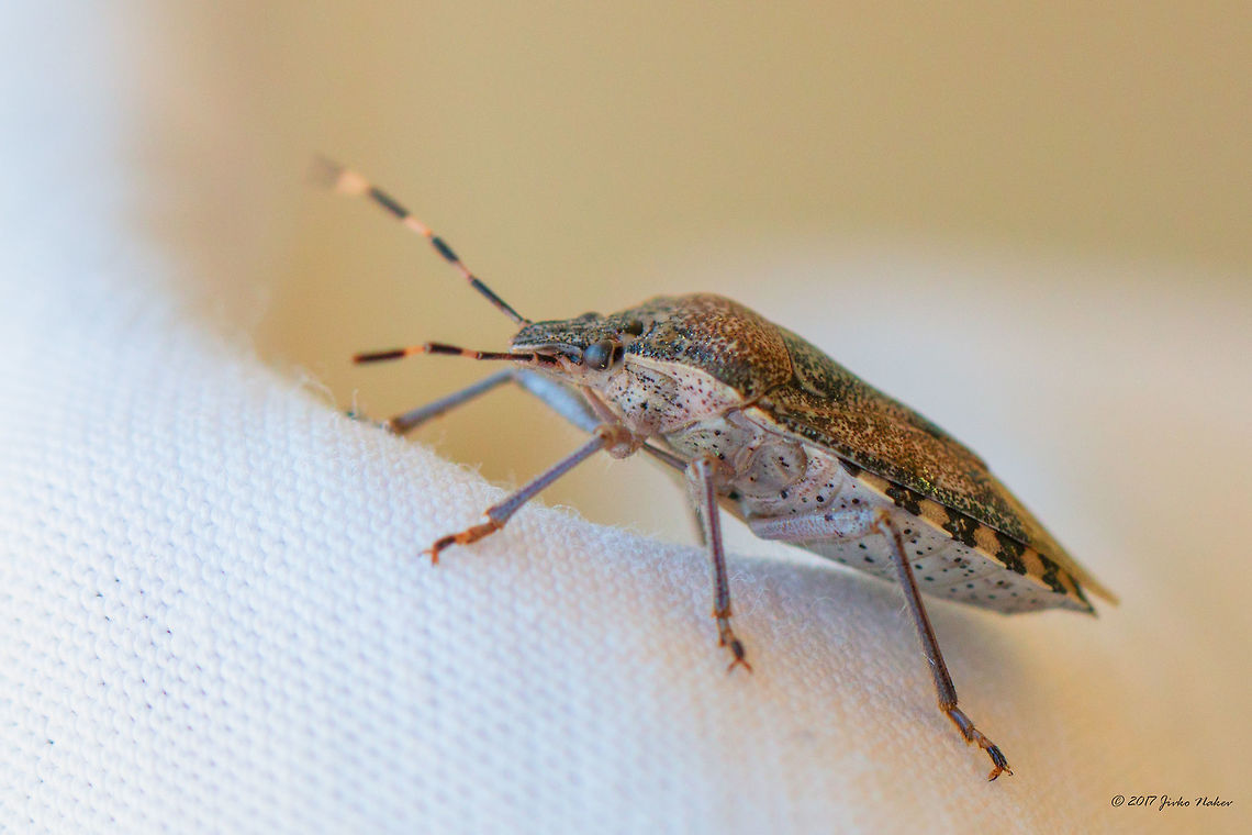 Mottled Shieldbug - Rhaphigaster nebulosa I think this is Rhaphigaster nebulosa. Caught on my balcony this morning.<br />
<figure class="photo"><a href="https://www.jungledragon.com/image/49734/mottled_shieldbug_-_rhaphigaster_nebulosa.html" title="Mottled Shieldbug - Rhaphigaster nebulosa"><img src="https://s3.amazonaws.com/media.jungledragon.com/images/1332/49734_thumb.jpg?AWSAccessKeyId=05GMT0V3GWVNE7GGM1R2&Expires=1759968010&Signature=2iZ2SAKF4SW7mz8uaUOfgpTE2vg%3D" width="200" height="134" alt="Mottled Shieldbug - Rhaphigaster nebulosa I think this is Rhaphigaster nebulosa. Caught on my balcony this morning.<br />
https://www.jungledragon.com/image/49735/mottled_shieldbug_-_rhaphigaster_nebulosa.html Animal,Animalia,Arthropoda,Bulgaria,Europe,European Stink Bug,Geotagged,Hemiptera,Insect,Insecta,Mottled Shieldbug,Nature,Pentatomidae,Rhaphigaster nebulosa,Shield bug,Sofia,Spring,Wildlife" /></a></figure> Animal,Animalia,Arthropoda,Bulgaria,Europe,European Stink Bug,Geotagged,Hemiptera,Insect,Insecta,Mottled Shieldbug,Nature,Pentatomidae,Rhaphigaster nebulosa,Shield bug,Sofia,Spring,Wildlife