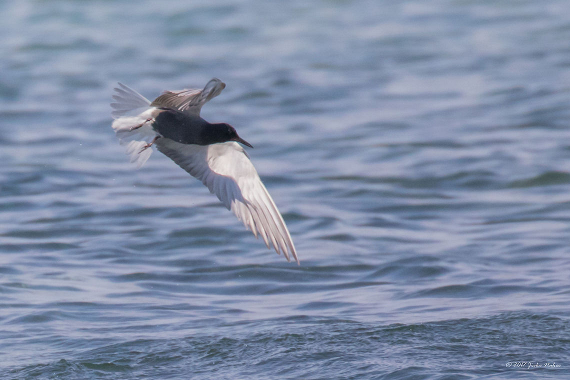 Black tern in flight near Keramoti, Northern Greece Black tern - Chlidonias niger<br />
A 2-days trip to Northern Greece - Keramoti and Fanari region. Nestos river delta.<br />
Quite a frustrating experience! I&#039;ve made 100s of photos trying to catch these quick very maneuverable birds in flight. But it was worth it - I still have some successful shots!<br />
<figure class="photo"><a href="https://www.jungledragon.com/image/50221/black_terns_-_chlidonias_niger.html" title="Black terns - Chlidonias niger"><img src="https://s3.amazonaws.com/media.jungledragon.com/images/1332/50221_thumb.jpg?AWSAccessKeyId=05GMT0V3GWVNE7GGM1R2&Expires=1759968010&Signature=Cs0N6U6V%2BSv%2B%2FQyRfv%2Fh2PQjYhY%3D" width="200" height="134" alt="Black terns - Chlidonias niger I like to watch these birds diving for fish. I wish they were closer to the beach!<br />
https://www.jungledragon.com/image/49990/black_tern_in_flight_near_keramoti_northern_greece.html Animal,Animalia,Aves,Bird,Black tern,Charadriiformes,Chlidonias niger,Chordata,Eastern Macedonia,Europe,Geotagged,Greece,Keramoti,Laridae,Nature,Spring,Wildlife" /></a></figure> Animal,Animalia,Aves,Bird,Black tern,Charadriiformes,Chlidonias niger,Chordata,Eastern Macedonia,Europe,Geotagged,Greece,Keramoti,Laridae,Nature,Spring,Wildlife