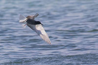 Black tern in flight near Keramoti, Northern Greece Black tern - Chlidonias niger<br />
A 2-days trip to Northern Greece - Keramoti and Fanari region. Nestos river delta.<br />
Quite a frustrating experience! I've made 100s of photos trying to catch these quick very maneuverable birds in flight. But it was worth it - I still have some successful shots!<br />
https://www.jungledragon.com/image/50221/black_terns_-_chlidonias_niger.html Animal,Animalia,Aves,Bird,Black tern,Charadriiformes,Chlidonias niger,Chordata,Eastern Macedonia,Europe,Geotagged,Greece,Keramoti,Laridae,Nature,Spring,Wildlife