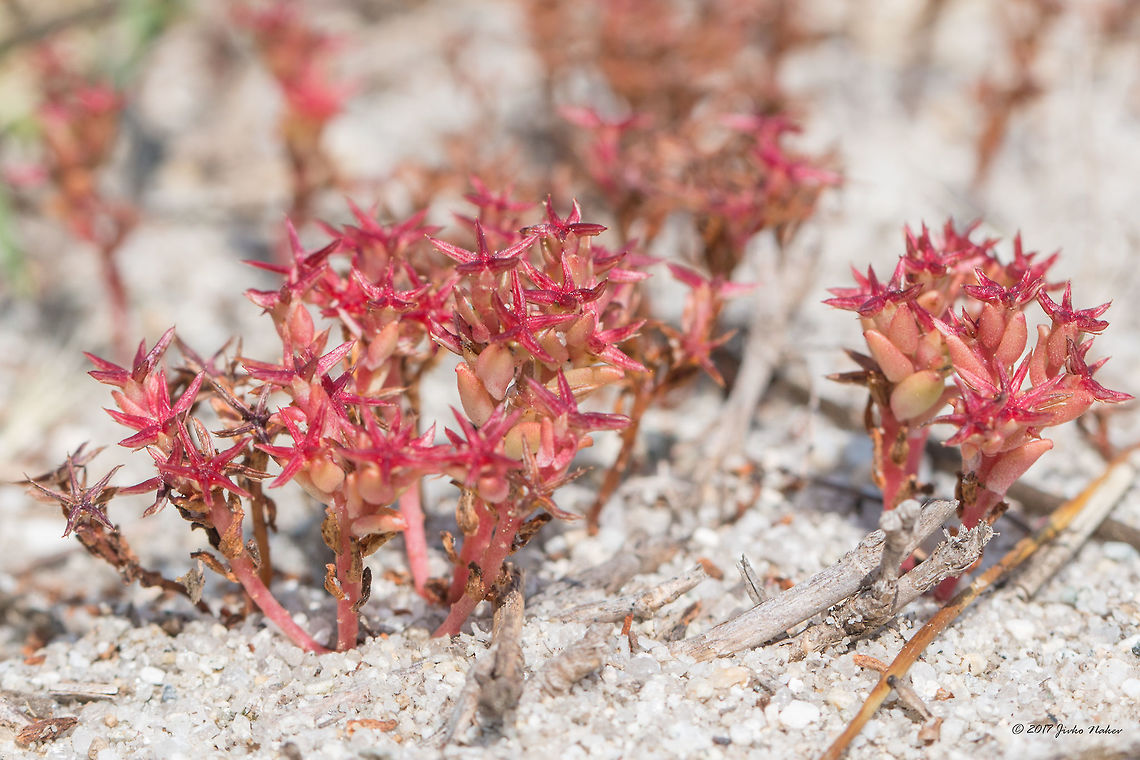 Reddish Orpin - Sedum caespitosum  Crassulaceae,Eastern Macedonia,Eudicot,Europe,Flowering Plant,Geotagged,Greece,Keramoti,Magnoliophyta,Nature,Plantae,Reddish orpine,Saxifragales,Sedum caespitosum,Spring,Stonecrop family,Wildlife,flower