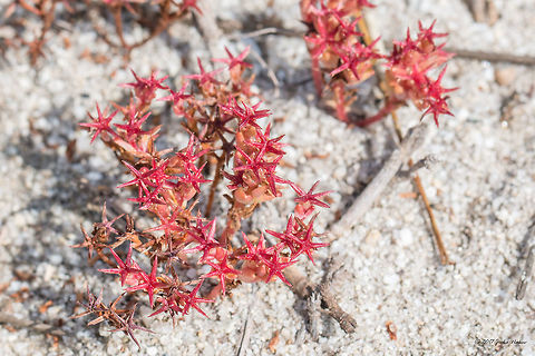 Reddish Orpin - Sedum caespitosum  Crassulaceae,Eastern Macedonia,Eudicot,Europe,Flowering Plant,Geotagged,Greece,Keramoti,Magnoliophyta,Nature,Plantae,Reddish orpine,Saxifragales,Sedum caespitosum,Spring,Stonecrop family,Wildlife,flower