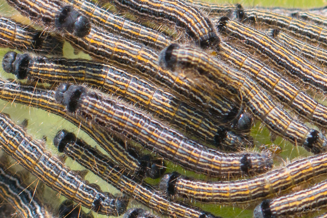 Lackey moth caterpillar - Malacosoma neustria  Animal,Animalia,Arthropoda,Caterpillar,Eastern Macedonia,Eggar,Europe,Geotagged,Greece,Insect,Insecta,Keramoti,Lackey,Lackey moth,Larva,Lasiocampidae,Lepidoptera,Malacosoma neustria,Nature,Spring