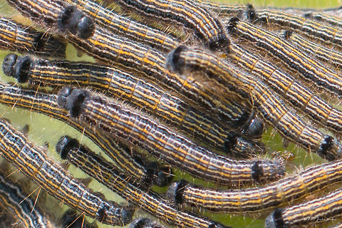 Lackey moth caterpillar - Malacosoma neustria  Animal,Animalia,Arthropoda,Caterpillar,Eastern Macedonia,Eggar,Europe,Geotagged,Greece,Insect,Insecta,Keramoti,Lackey,Lackey moth,Larva,Lasiocampidae,Lepidoptera,Malacosoma neustria,Nature,Spring