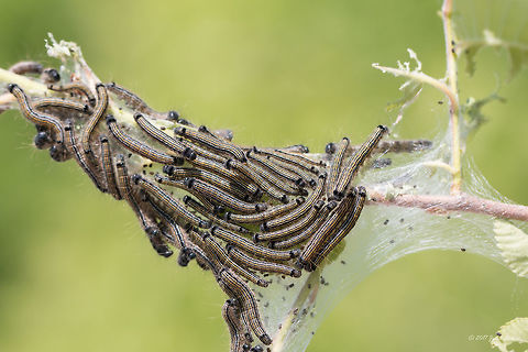 Lackey moth caterpillar - Malacosoma neustria  Animal,Animalia,Arthropoda,Caterpillar,Eastern Macedonia,Eggar,Europe,Geotagged,Greece,Insect,Insecta,Keramoti,Lackey,Lackey moth,Larva,Lasiocampidae,Lepidoptera,Malacosoma neustria,Nature,Spring