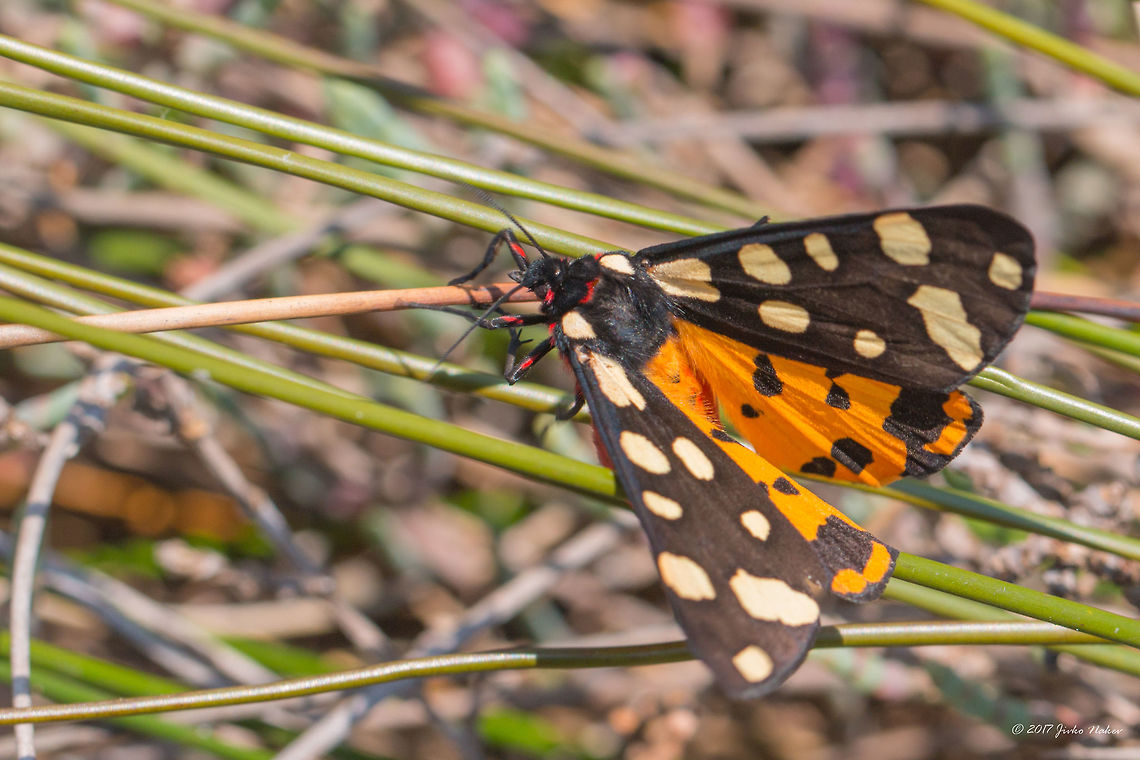 Cream-spot tiger moth - Arctia villica This species is identified as Epicallia villica. I see it has been introduced here 3 years ago, and the Wiki page still shows that the accepted name is Epicallia villica, although the Family is wrongly shown as Erebidae.. But now in ITIS - Catalogue of life 2015 - the accepted scientific name is Arctia villica. Maybe it is better to change here the scientific name to Arctia villica.<br />
 Animal,Animalia,Arctia villica,Arctiidae,Arthropoda,Cream-spot Tiger,Cream-spot tiger moth,Epicallia villica,Geotagged,Greece,Insect,Insecta,Lepidoptera,Nature,Spring,Wildlife