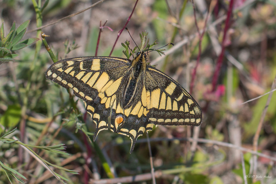 Old World swallowtail - Papilio machaon  Animal,Animalia,Arthropoda,Eastern Macedonia,Europe,Geotagged,Greece,Insect,Insecta,Keramoti,Lepidoptera,Nature,Old World swallowtail,Papilio machaon,Papilionidae,Spring,Swallowtail butterfly,Wildlife