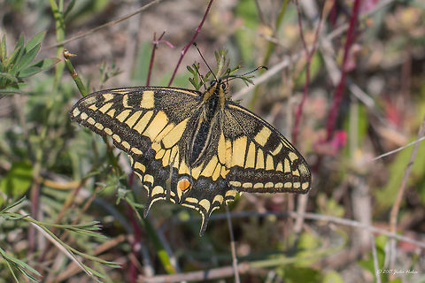 Old World swallowtail - Papilio machaon  Animal,Animalia,Arthropoda,Eastern Macedonia,Europe,Geotagged,Greece,Insect,Insecta,Keramoti,Lepidoptera,Nature,Old World swallowtail,Papilio machaon,Papilionidae,Spring,Swallowtail butterfly,Wildlife