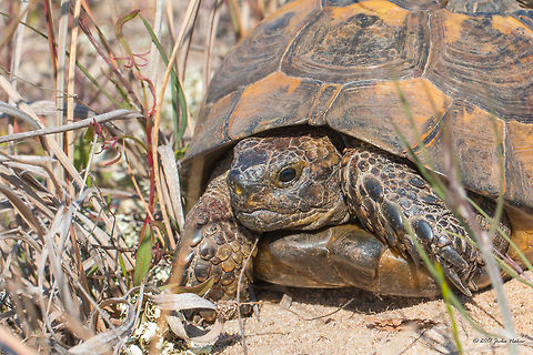 Spur-thighed tortoise - Testudo graeca  Animal,Animalia,Chordata,Eastern Macedonia,Europe,Geotagged,Greece,Greek tortoise,Keramoti,Land-dwelling turtle,Nature,Reptilia,Spring,Spur-thighed tortoise,Testudines,Testudinidae,Testudo graeca,Wildlife