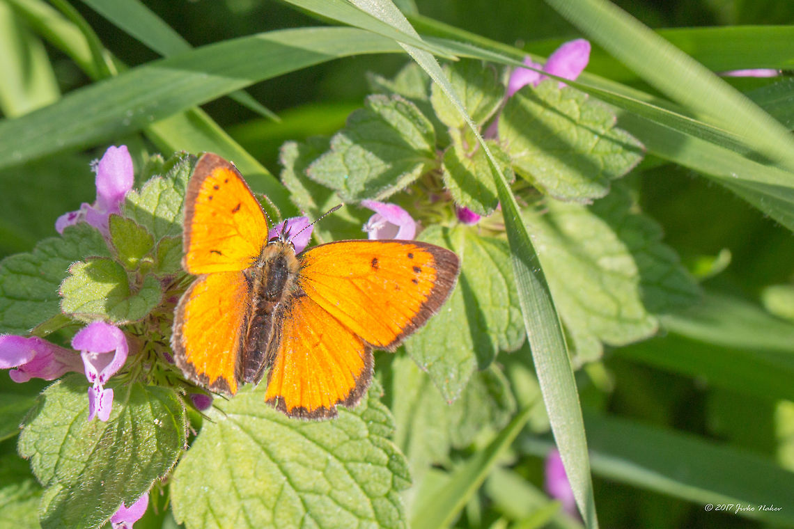 Grecian Copper butterfly - Polyommatus ottomanus Lefèbvre, 1830 Quite controversial information concerning the scientific name of this butterfly. According to some sources it is Lycaena ottomana, others show the accepted scientific name to be Polyommatus ottomanus. I decided to create the record as the last one, according to ITIS, Catalogue of Life 2015.  <br />
<figure class="photo"><a href="https://www.jungledragon.com/image/50044/grecian_copper_butterfly_-_polyommatus_ottomanus_lefbvre_1830.html" title="Grecian Copper butterfly - Polyommatus ottomanus Lef&egrave;bvre, 1830"><img src="https://s3.amazonaws.com/media.jungledragon.com/images/1332/50044_thumb.jpg?AWSAccessKeyId=05GMT0V3GWVNE7GGM1R2&Expires=1759968010&Signature=tCvFxJxnLVRpRtdxa%2BuzCcsHyr0%3D" width="200" height="134" alt="Grecian Copper butterfly - Polyommatus ottomanus Lef&egrave;bvre, 1830 https://www.jungledragon.com/image/50043/grecian_copper_butterfly_-_polyommatus_ottomanus_lefbvre_1830.html Animal,Animalia,Arthropoda,Eastern Macedonia,Europe,Geotagged,Grecian Copper,Greece,Insect,Insecta,Keramoti,Lepidoptera,Lycaena ottomana,Lycaenidae,Nature,Polyommatus ottomanus,Spring,Wildlife" /></a></figure> Animal,Animalia,Arthropoda,Eastern Macedonia,Europe,Geotagged,Grecian Copper,Greece,Insect,Insecta,Keramoti,Lepidoptera,Lycaena ottomana,Lycaenidae,Nature,Polyommatus ottomanus,Spring,Wildlife