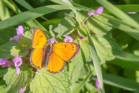 Grecian Copper butterfly - Polyommatus ottomanus Lef&egrave;bvre, 1830 Quite controversial information concerning the scientific name of this butterfly. According to some sources it is Lycaena ottomana, others show the accepted scientific name to be Polyommatus ottomanus. I decided to create the record as the last one, according to ITIS, Catalogue of Life 2015.  <br />
https://www.jungledragon.com/image/50044/grecian_copper_butterfly_-_polyommatus_ottomanus_lefbvre_1830.html Animal,Animalia,Arthropoda,Eastern Macedonia,Europe,Geotagged,Grecian Copper,Greece,Insect,Insecta,Keramoti,Lepidoptera,Lycaena ottomana,Lycaenidae,Nature,Polyommatus ottomanus,Spring,Wildlife