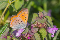 Grecian Copper butterfly - Polyommatus ottomanus Lef&egrave;bvre, 1830 https://www.jungledragon.com/image/50043/grecian_copper_butterfly_-_polyommatus_ottomanus_lefbvre_1830.html Animal,Animalia,Arthropoda,Eastern Macedonia,Europe,Geotagged,Grecian Copper,Greece,Insect,Insecta,Keramoti,Lepidoptera,Lycaena ottomana,Lycaenidae,Nature,Polyommatus ottomanus,Spring,Wildlife