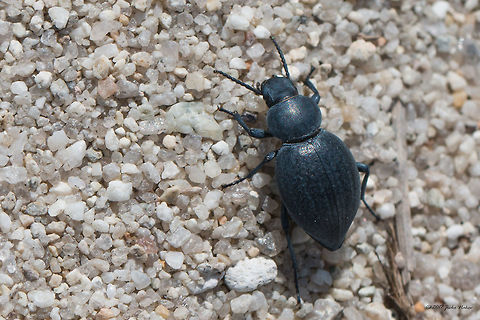 Dearkling beetle - Tentyria rotundata Almost impossible to identify without closer investigation. Based also on the distribution data I think the best match is Tentyria rotundata.
https://www.jungledragon.com/image/50046/dearkling_beetle_-_tentyria_rotundata.html Animal,Animalia,Arthropoda,Coleoptera,Darkling beetle,Geotagged,Greece,Insect,Insecta,Nature,Spring,Tenebrionidae,Tentyria rotundata,Wildlife