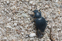 Dearkling beetle - Tentyria rotundata Almost impossible to identify without closer investigation. Based also on the distribution data I think the best match is Tentyria rotundata.<br />
https://www.jungledragon.com/image/50046/dearkling_beetle_-_tentyria_rotundata.html Animal,Animalia,Arthropoda,Coleoptera,Darkling beetle,Geotagged,Greece,Insect,Insecta,Nature,Spring,Tenebrionidae,Tentyria rotundata,Wildlife