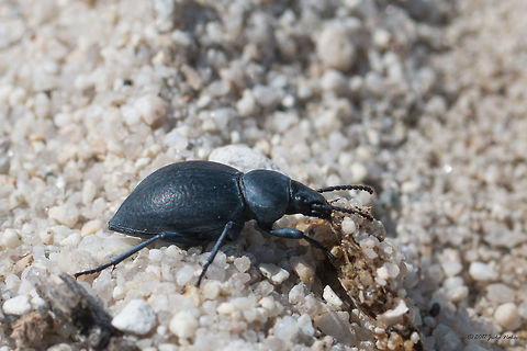 Dearkling beetle - Tentyria rotundata Almost impossible to identify without closer investigation. Based also on the distribution data I think the best match is Tentyria rotundata.
https://www.jungledragon.com/image/50045/dearkling_beetle_-_tentyria_rotundata.html Animal,Animalia,Arthropoda,Coleoptera,Darkling beetle,Geotagged,Greece,Insect,Insecta,Nature,Spring,Tenebrionidae,Tentyria rotundata,Wildlife