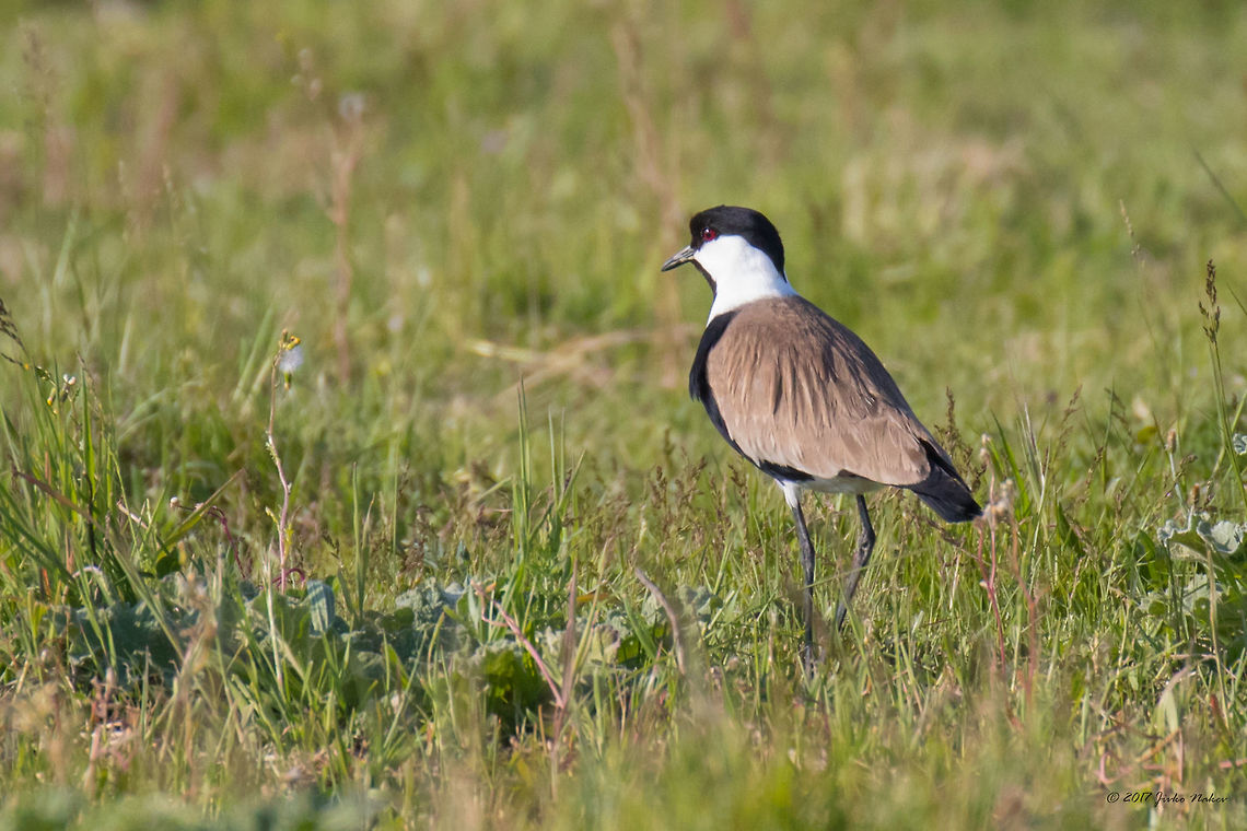 Spur-winged lapwing - Vanellus spinosus Captured near Keramoti, Northern Greece. In Greece and Turkey it is migratory. The species is evaluated as Least Concern. The species has a predominately African distribution, however its breeding range extends into the east Mediterranean (Wiersma and Kirwan 2012), where it is found in Cyprus and Turkey, as well as Greece and Macedonia although its range has retracted in this area and it no longer breeds in Macedonia (Snow and Perrins 1998). Animal,Animalia,Aves,Bird,Charadriidae,Charadriiformes,Chordata,Geotagged,Greece,Nature,Spring,Spur-winged lapwing,Spur-winged plover,Vanellus spinosus,Wildlife
