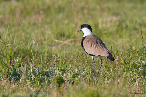 Spur-winged lapwing - Vanellus spinosus Captured near Keramoti, Northern Greece. In Greece and Turkey it is migratory. The species is evaluated as Least Concern. The species has a predominately African distribution, however its breeding range extends into the east Mediterranean (Wiersma and Kirwan 2012), where it is found in Cyprus and Turkey, as well as Greece and Macedonia although its range has retracted in this area and it no longer breeds in Macedonia (Snow and Perrins 1998). Animal,Animalia,Aves,Bird,Charadriidae,Charadriiformes,Chordata,Geotagged,Greece,Nature,Spring,Spur-winged lapwing,Spur-winged plover,Vanellus spinosus,Wildlife
