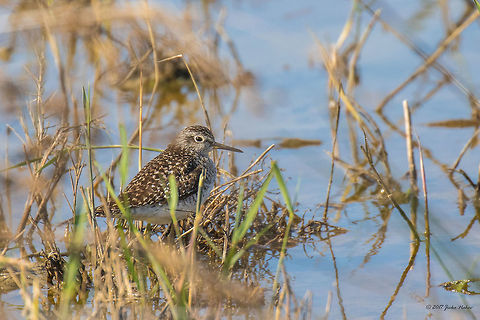Wood sandpiper - Tringa glareola  Animal,Animalia,Aves,Bird,Charadriiformes,Chordata,Eastern Macedonia,Europe,Geotagged,Greece,Keramoti,Nature,Scolopacidae,Shorebird,Spring,Tringa glareola,Wader,Wildlife