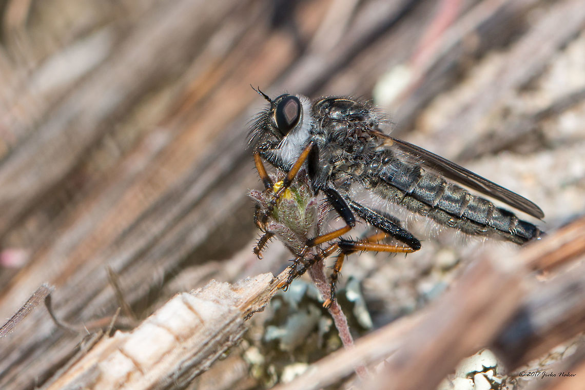 Robber fly - Neoitamus cyanurus After studying a couple of days the recorded asilids on Balkans I came to the conclusion, that this is the right species. Animal,Animalia,Arthropoda,Asilidae,Diptera,Eastern Macedonia,Europe,Geotagged,Greece,Insect,Insecta,Keramoti,Nature,Neoitamus cyanurus,Spring,Wildlife