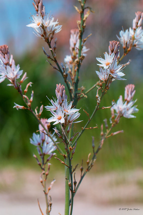 Branched asphodel - Asphodelus ramosus <figure class="photo"><a href="https://www.jungledragon.com/image/50073/branched_asphodel_-_asphodelus_ramosus.html" title="Branched asphodel - Asphodelus ramosus"><img src="https://s3.amazonaws.com/media.jungledragon.com/images/1332/50073_thumb.jpg?AWSAccessKeyId=05GMT0V3GWVNE7GGM1R2&Expires=1759968010&Signature=zq9gAklMyBQVujh1OvGgpY5cKBI%3D" width="200" height="134" alt="Branched asphodel - Asphodelus ramosus https://www.jungledragon.com/image/50071/branched_asphodel_-_asphodelus_ramosus.html<br />
https://www.jungledragon.com/image/50074/branched_asphodel_-_asphodelus_ramosus.html Asparagales,Asphodelus ramosus,Branched asphodel,Eastern Macedonia,Europe,Flowering Plant,Geotagged,Greece,Keramoti,Magnoliophyta,Monocot,Nature,Plantae,Spring,Wildlife,Xanthorrhoeaceae,flower" /></a></figure><br />
<figure class="photo"><a href="https://www.jungledragon.com/image/50074/branched_asphodel_-_asphodelus_ramosus.html" title="Branched asphodel - Asphodelus ramosus"><img src="https://s3.amazonaws.com/media.jungledragon.com/images/1332/50074_thumb.jpg?AWSAccessKeyId=05GMT0V3GWVNE7GGM1R2&Expires=1759968010&Signature=nPGqwF3Q2GZsFRmp2Ago3G5mvb0%3D" width="200" height="134" alt="Branched asphodel - Asphodelus ramosus https://www.jungledragon.com/image/50071/branched_asphodel_-_asphodelus_ramosus.html<br />
https://www.jungledragon.com/image/50073/branched_asphodel_-_asphodelus_ramosus.html Asparagales,Asphodelus ramosus,Branched asphodel,Eastern Macedonia,Europe,Flowering Plant,Geotagged,Greece,Keramoti,Magnoliophyta,Monocot,Nature,Plantae,Spring,Wildlife,Xanthorrhoeaceae,flower" /></a></figure> Asparagales,Asphodelus ramosus,Branched asphodel,Eastern Macedonia,Europe,Flowering Plant,Geotagged,Greece,Keramoti,Magnoliophyta,Monocot,Nature,Plantae,Spring,Wildlife,Xanthorrhoeaceae,flower