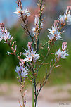 Branched asphodel - Asphodelus ramosus https://www.jungledragon.com/image/50073/branched_asphodel_-_asphodelus_ramosus.html<br />
https://www.jungledragon.com/image/50074/branched_asphodel_-_asphodelus_ramosus.html Asparagales,Asphodelus ramosus,Branched asphodel,Eastern Macedonia,Europe,Flowering Plant,Geotagged,Greece,Keramoti,Magnoliophyta,Monocot,Nature,Plantae,Spring,Wildlife,Xanthorrhoeaceae,flower