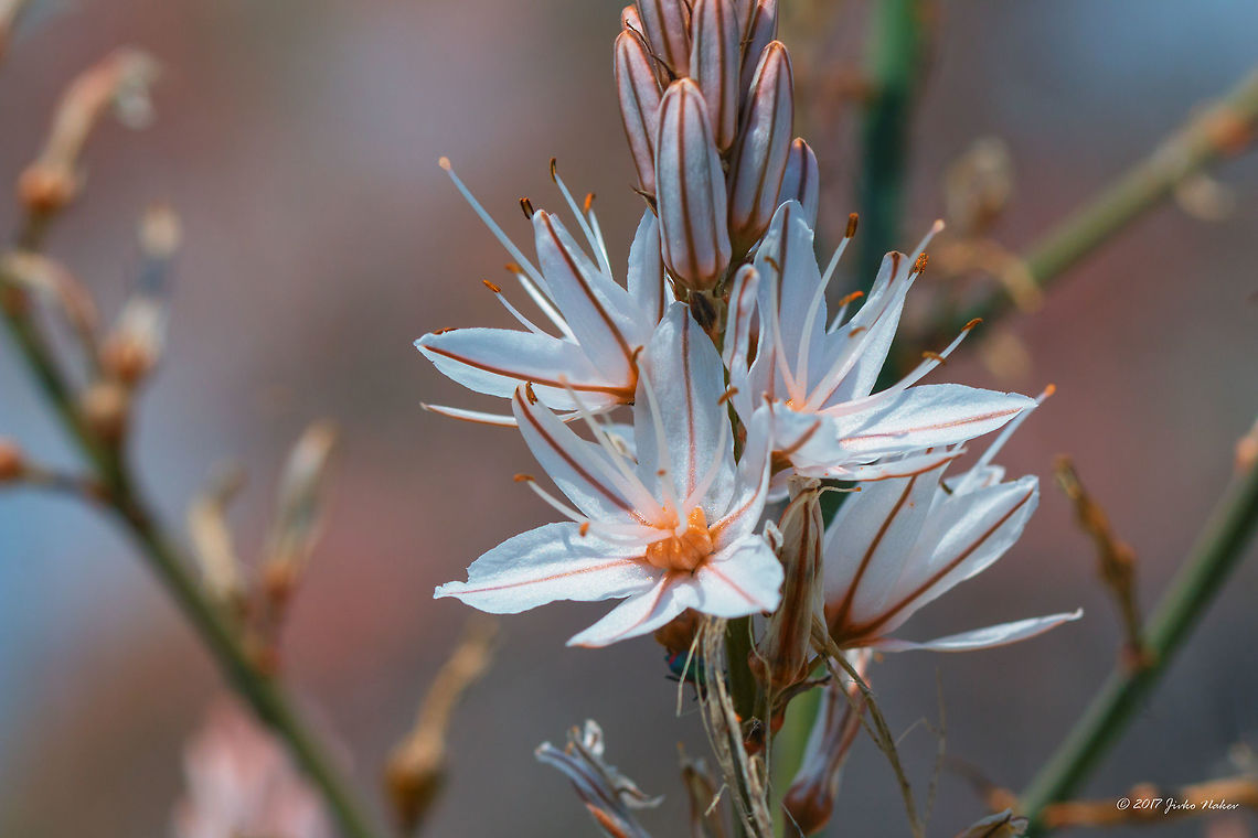 Branched asphodel - Asphodelus ramosus <figure class="photo"><a href="https://www.jungledragon.com/image/50071/branched_asphodel_-_asphodelus_ramosus.html" title="Branched asphodel - Asphodelus ramosus"><img src="https://s3.amazonaws.com/media.jungledragon.com/images/1332/50071_thumb.jpg?AWSAccessKeyId=05GMT0V3GWVNE7GGM1R2&Expires=1769040010&Signature=NFNFKrTV%2FiPBTykmQv4V929PWSk%3D" width="102" height="152" alt="Branched asphodel - Asphodelus ramosus https://www.jungledragon.com/image/50073/branched_asphodel_-_asphodelus_ramosus.html<br />
https://www.jungledragon.com/image/50074/branched_asphodel_-_asphodelus_ramosus.html Asparagales,Asphodelus ramosus,Branched asphodel,Eastern Macedonia,Europe,Flowering Plant,Geotagged,Greece,Keramoti,Magnoliophyta,Monocot,Nature,Plantae,Spring,Wildlife,Xanthorrhoeaceae,flower" /></a></figure><br />
<figure class="photo"><a href="https://www.jungledragon.com/image/50074/branched_asphodel_-_asphodelus_ramosus.html" title="Branched asphodel - Asphodelus ramosus"><img src="https://s3.amazonaws.com/media.jungledragon.com/images/1332/50074_thumb.jpg?AWSAccessKeyId=05GMT0V3GWVNE7GGM1R2&Expires=1769040010&Signature=cJdU4R5BuiAwU2WlE9IjAHIvNiQ%3D" width="200" height="134" alt="Branched asphodel - Asphodelus ramosus https://www.jungledragon.com/image/50071/branched_asphodel_-_asphodelus_ramosus.html<br />
https://www.jungledragon.com/image/50073/branched_asphodel_-_asphodelus_ramosus.html Asparagales,Asphodelus ramosus,Branched asphodel,Eastern Macedonia,Europe,Flowering Plant,Geotagged,Greece,Keramoti,Magnoliophyta,Monocot,Nature,Plantae,Spring,Wildlife,Xanthorrhoeaceae,flower" /></a></figure> Asparagales,Asphodelus ramosus,Branched asphodel,Eastern Macedonia,Europe,Flowering Plant,Geotagged,Greece,Keramoti,Magnoliophyta,Monocot,Nature,Plantae,Spring,Wildlife,Xanthorrhoeaceae,flower