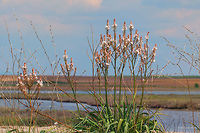 Branched asphodel - Asphodelus ramosus https://www.jungledragon.com/image/50071/branched_asphodel_-_asphodelus_ramosus.html<br />
https://www.jungledragon.com/image/50073/branched_asphodel_-_asphodelus_ramosus.html Asparagales,Asphodelus ramosus,Branched asphodel,Eastern Macedonia,Europe,Flowering Plant,Geotagged,Greece,Keramoti,Magnoliophyta,Monocot,Nature,Plantae,Spring,Wildlife,Xanthorrhoeaceae,flower