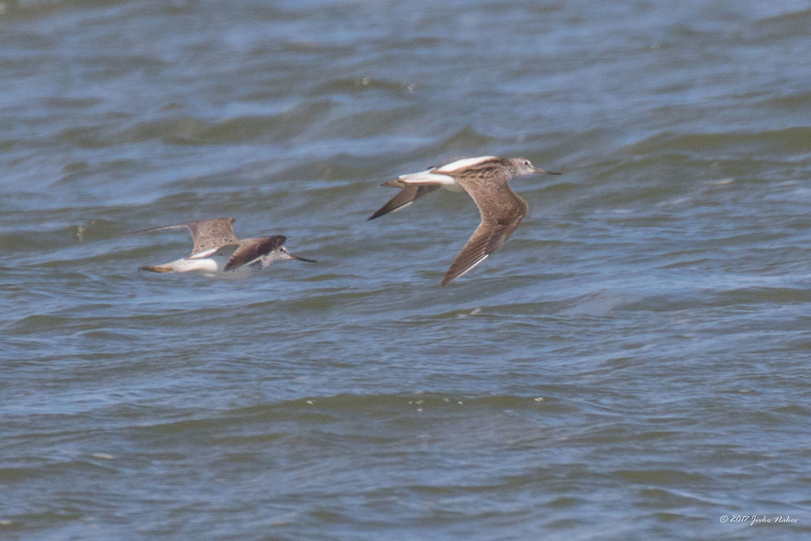 Common greenshank - Tringa nebularia A couple of Common Greenshank in flight over small lagoon near Keramoti, Greece. Captured from big distance, not very sharp photo. Animal,Animalia,Aves,Bird,Charadriiformes,Chordata,Common greenshank,Eastern Macedonia,Europe,Geotagged,Greece,Greenshank,Keramoti,Nature,Scolopacidae,Shorebird,Spring,Tringa nebularia,Wader,Wildlife